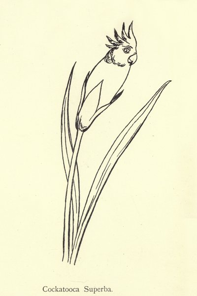 Cockatooca Superba - Edward Lear